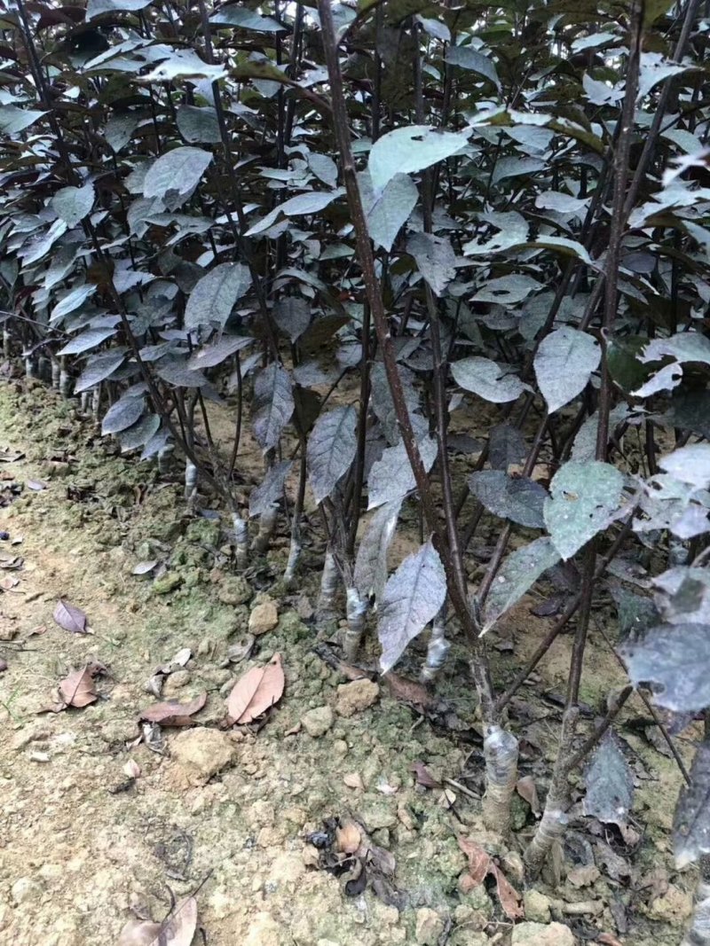 紫叶矮樱丛生苗，扞插杯苗8万株，定植嫁接成品8万株供应，