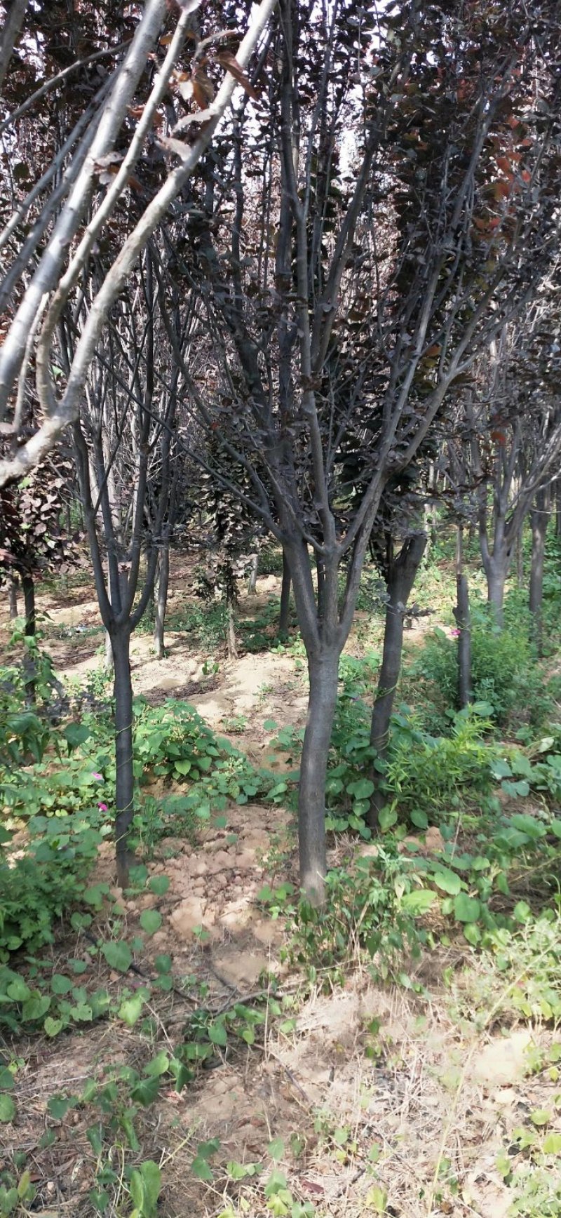 紫叶矮樱丛生苗，扞插杯苗8万株，定植嫁接成品8万株供应，