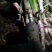 启东大葱，大量上市，脆，甜，中粗，欢迎下定单