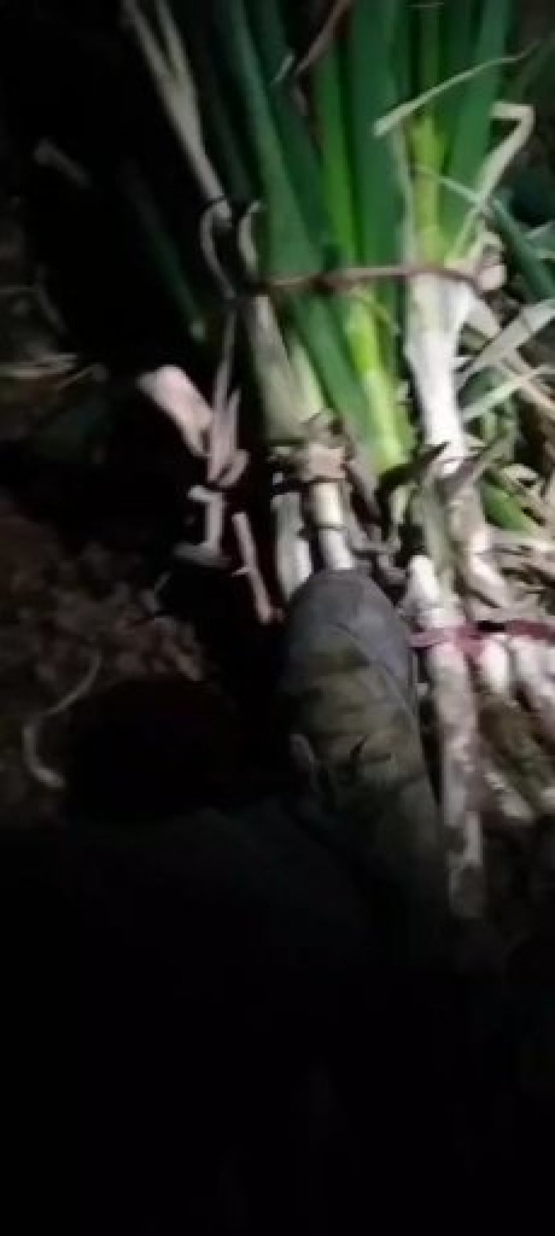 启东大葱，大量上市，脆，甜，中粗，欢迎下定单
