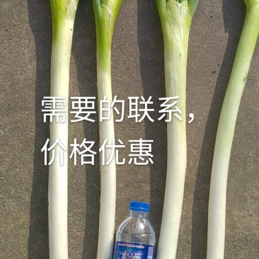 启东大葱，大量上市，脆，甜，中粗，欢迎下定单