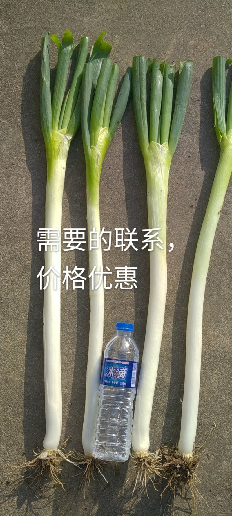 启东大葱，大量上市，脆，甜，中粗，欢迎下定单