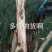 启东大葱，大量上市，脆，甜，中粗，欢迎下定单