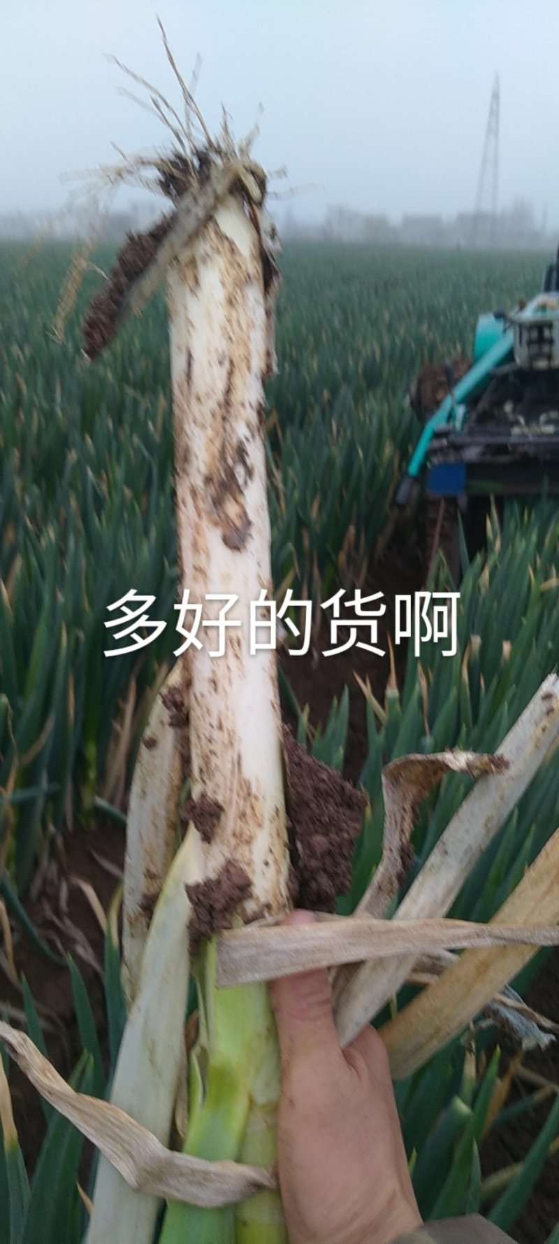 启东大葱，大量上市，脆，甜，中粗，欢迎下定单