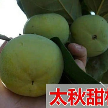 【太秋甜柿】日本无核柿子嫁接苗大果苗南方北方种植