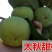【太秋甜柿】日本无核柿子嫁接苗大果苗南方北方种植