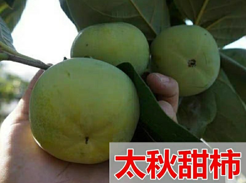 【太秋甜柿】日本无核柿子嫁接苗大果苗南方北方种植