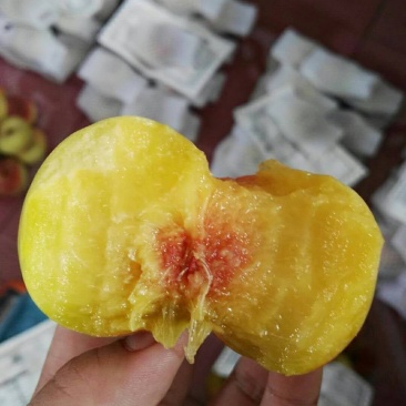 芒果味新品种，金芒蟠桃树苗，七月中旬熟，单果250克左