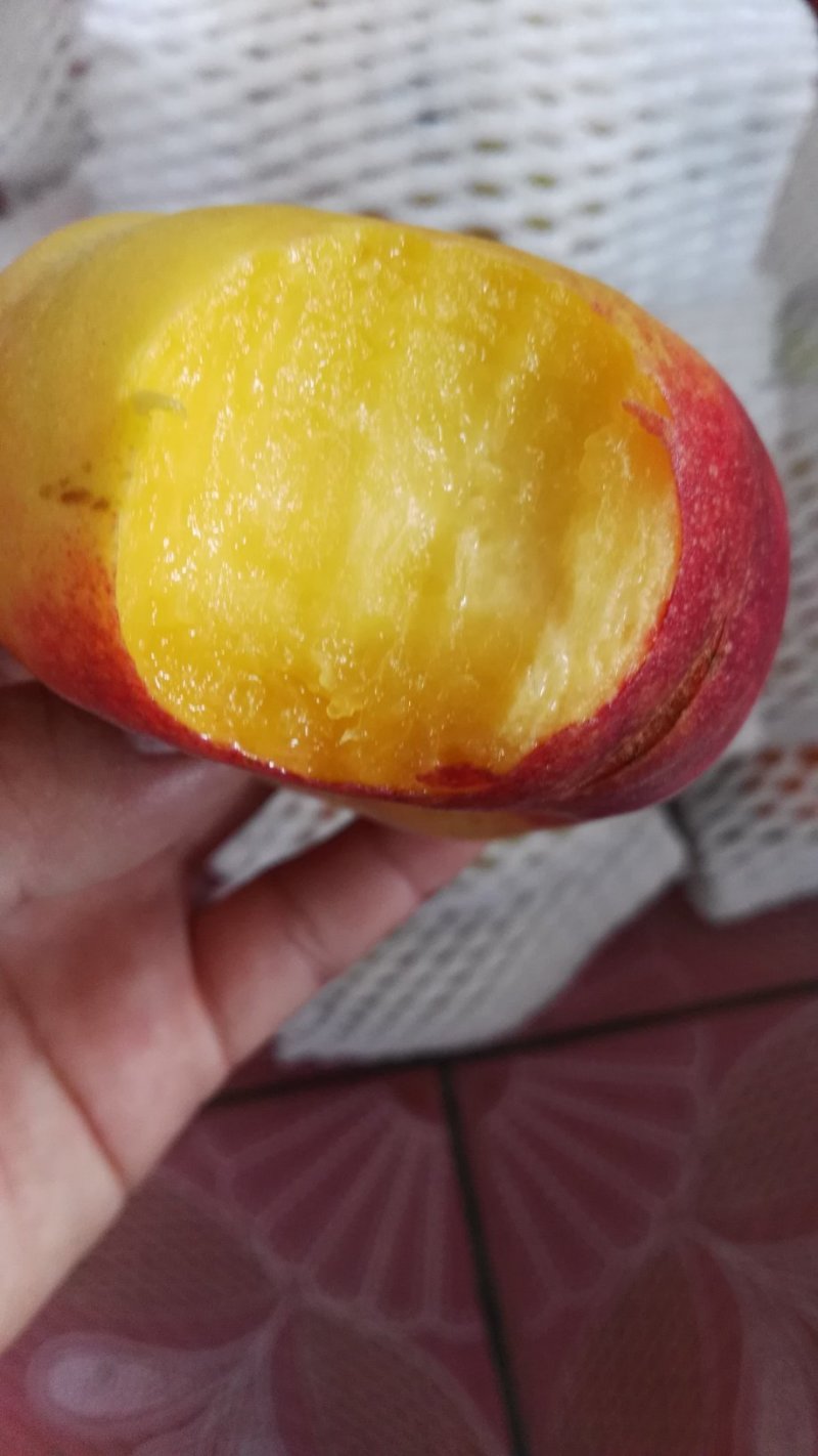 芒果味新品种，金芒蟠桃树苗，七月中旬熟，单果250克左