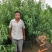 芒果味新品种，金芒蟠桃树苗，七月中旬熟，单果250克左