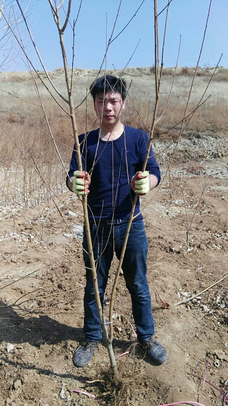 芒果味新品种，金芒蟠桃树苗，七月中旬熟，单果250克左