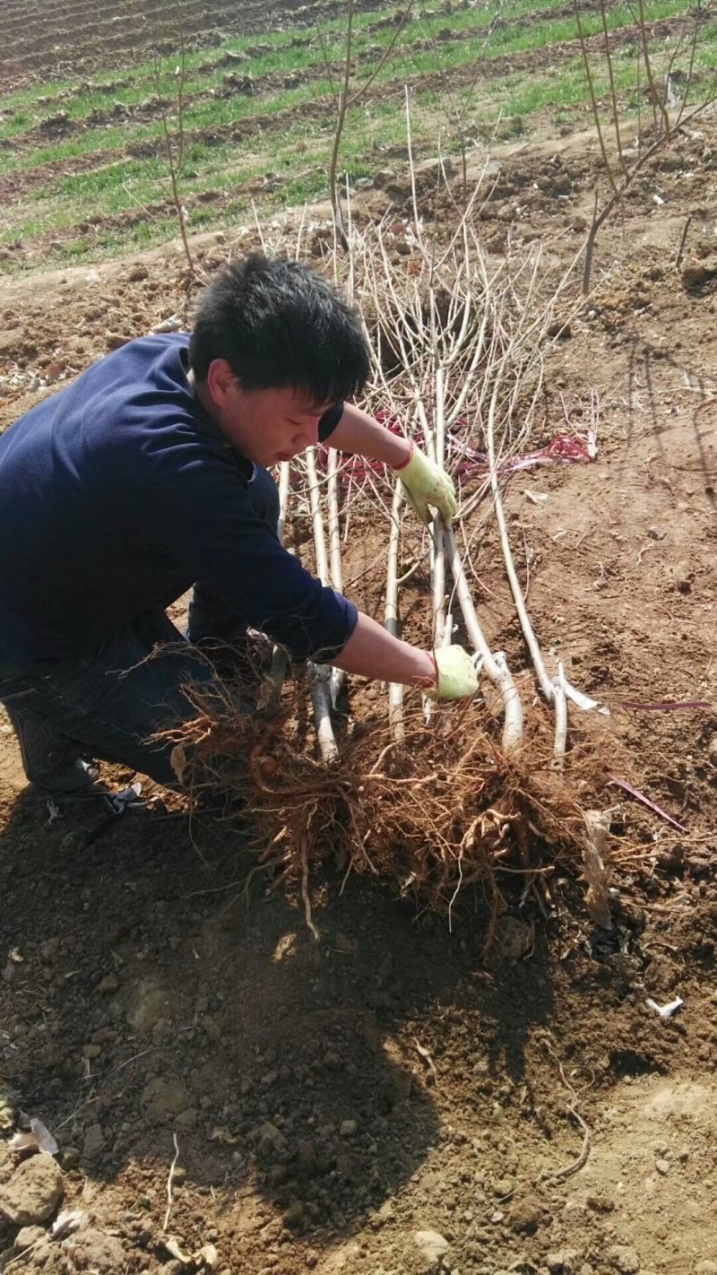 芒果味新品种，金芒蟠桃树苗，七月中旬熟，单果250克左
