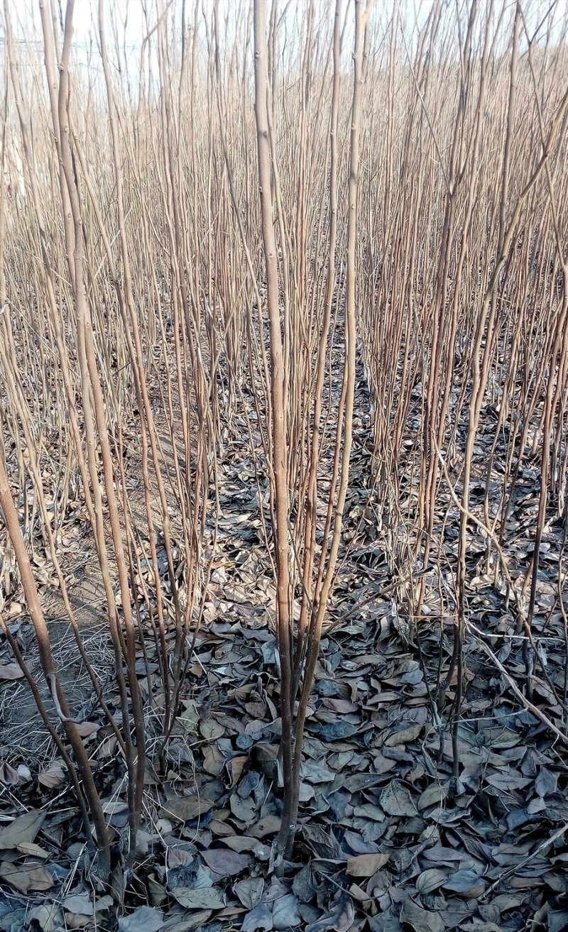 柿子树苗甜柿子树苗摘下就吃柿苗南北方种植