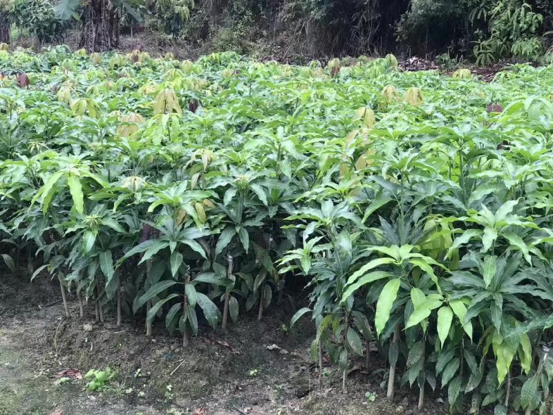 广西芒果苗贵妃芒金煌芒桂七嫁接苗质量有保证
