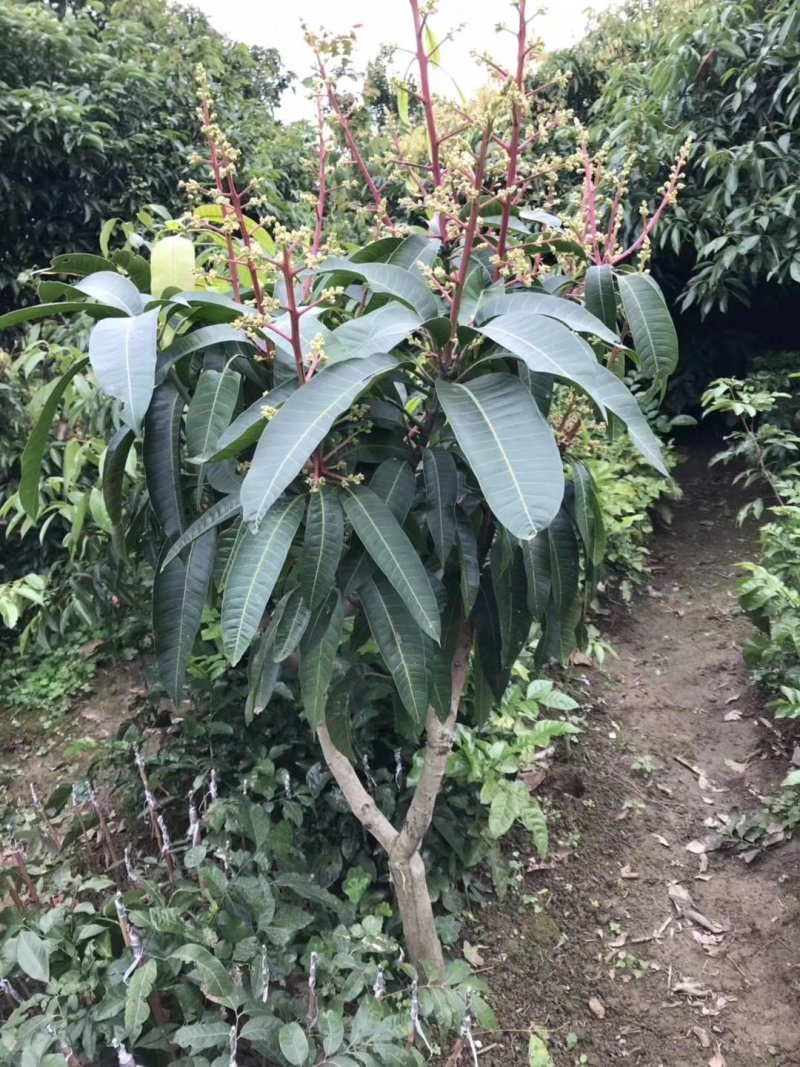广西芒果苗贵妃芒金煌芒桂七嫁接苗质量有保证