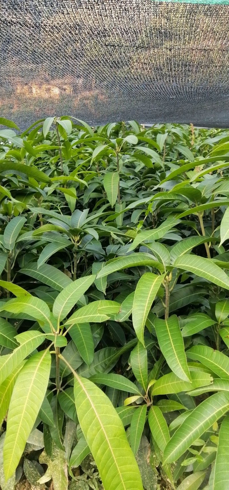 广西芒果苗贵妃芒金煌芒桂七嫁接苗质量有保证