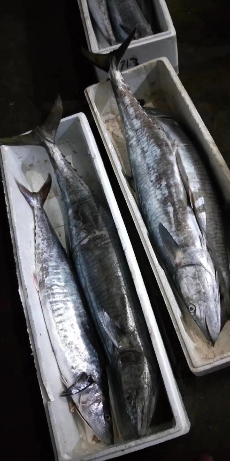 深海天然的马鲛鱼。。。。。。