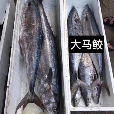 深海天然的马鲛鱼。。。。。。