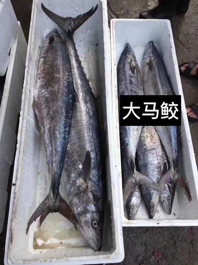 深海天然的马鲛鱼。。。。。。