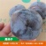 新品种柿子树苗南北方种植巧克力黑柿嫁接苗盆地栽苗