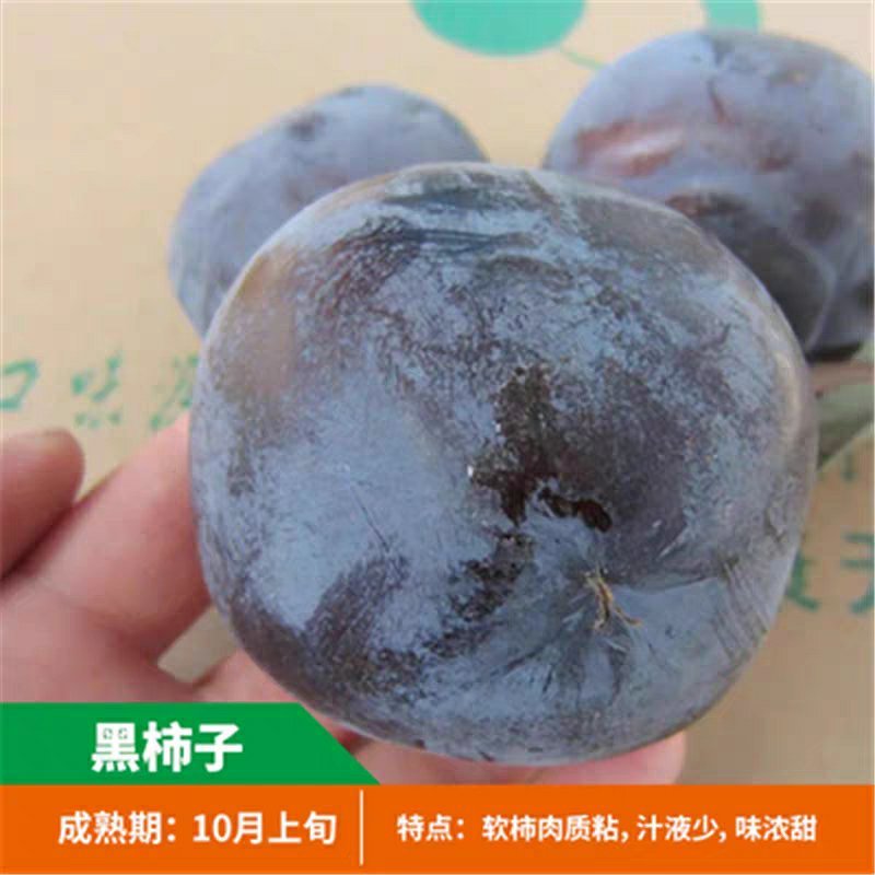 新品种柿子树苗南北方种植巧克力黑柿嫁接苗盆地栽苗