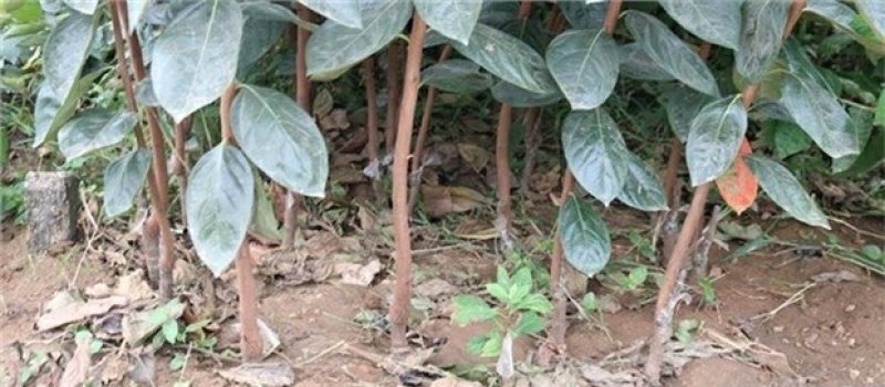 新品种柿子树苗南北方种植巧克力黑柿嫁接苗盆地栽苗