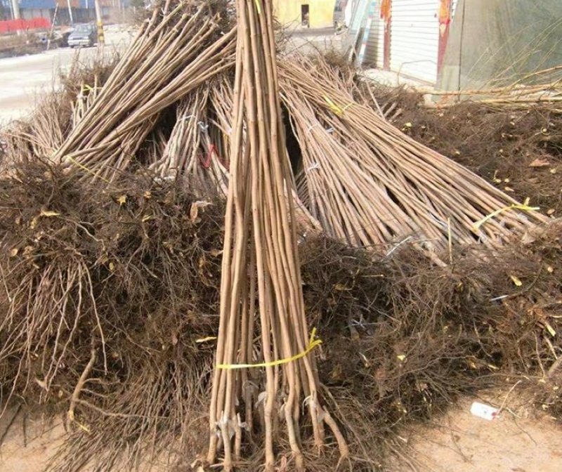 新品种柿子树苗南北方种植巧克力黑柿嫁接苗盆地栽苗
