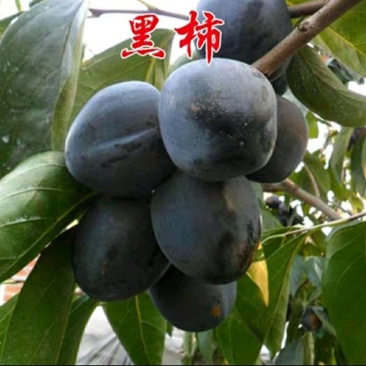 新品种柿子树苗南北方种植巧克力黑柿嫁接苗盆地栽苗