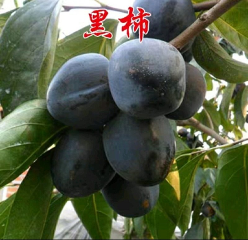 新品种柿子树苗南北方种植巧克力黑柿嫁接苗盆地栽苗