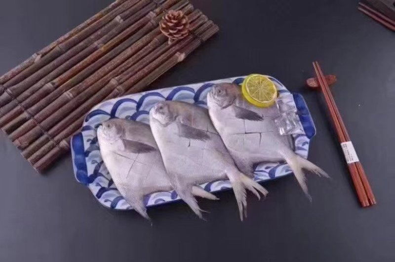 白鲳鱼仔，，，，，，。。。。。。。。。。。