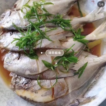 白鲳鱼仔，，，，，，。。。。。。。。。。。