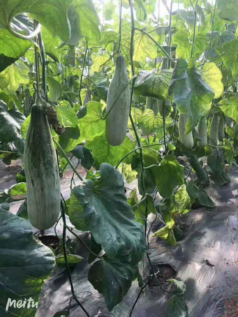 山东寿光各种甜瓜出售羊角蜜博羊6一各种品种