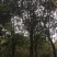 杜英8公分130至160，10公分上车价200至260