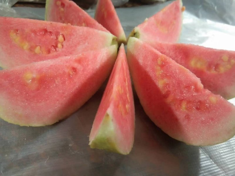 广西番石榴苗芭乐红番石榴嫁接苗