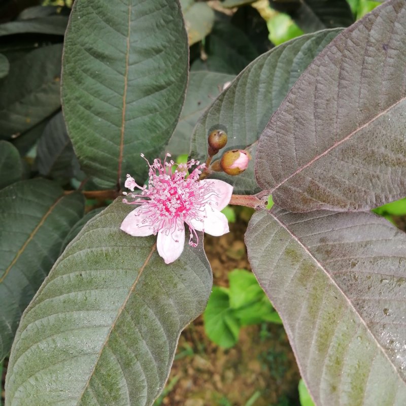 广西番石榴苗芭乐红番石榴嫁接苗