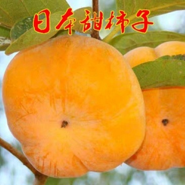 日本甜柿树苗脆柿苗嫁接富有柿子树苗脱涩柿苗南北方种植