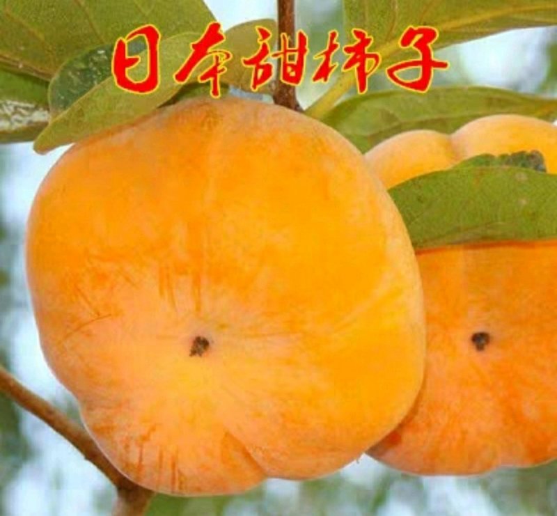 日本甜柿树苗脆柿苗嫁接富有柿子树苗脱涩柿苗南北方种植