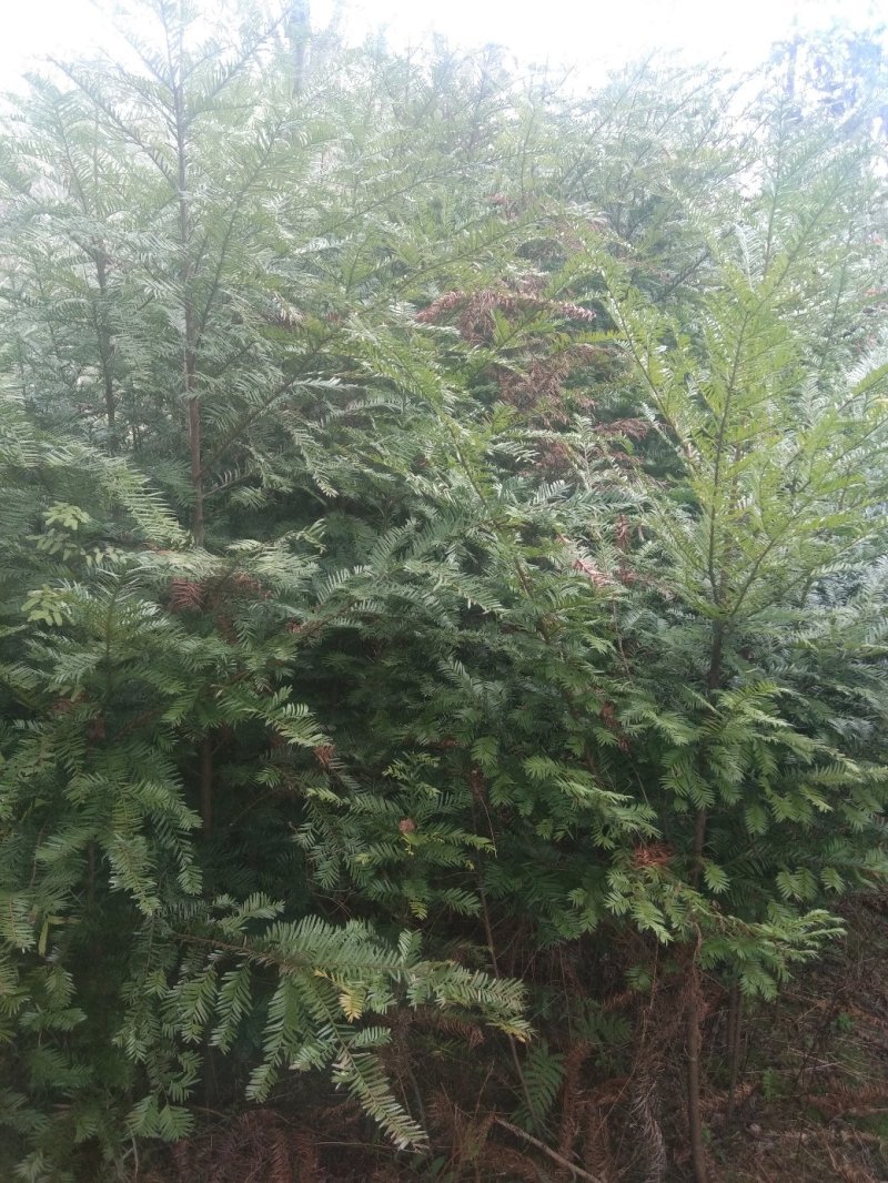 红豆杉