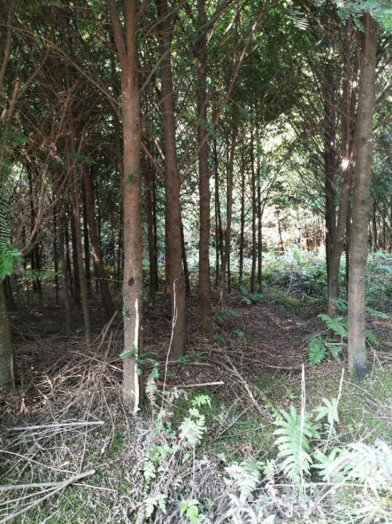 红豆杉