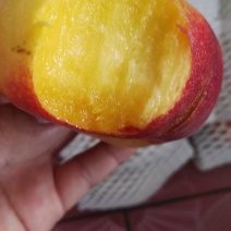 芒果味新品种，金芒蟠桃树苗，七月中旬成熟，单果250克