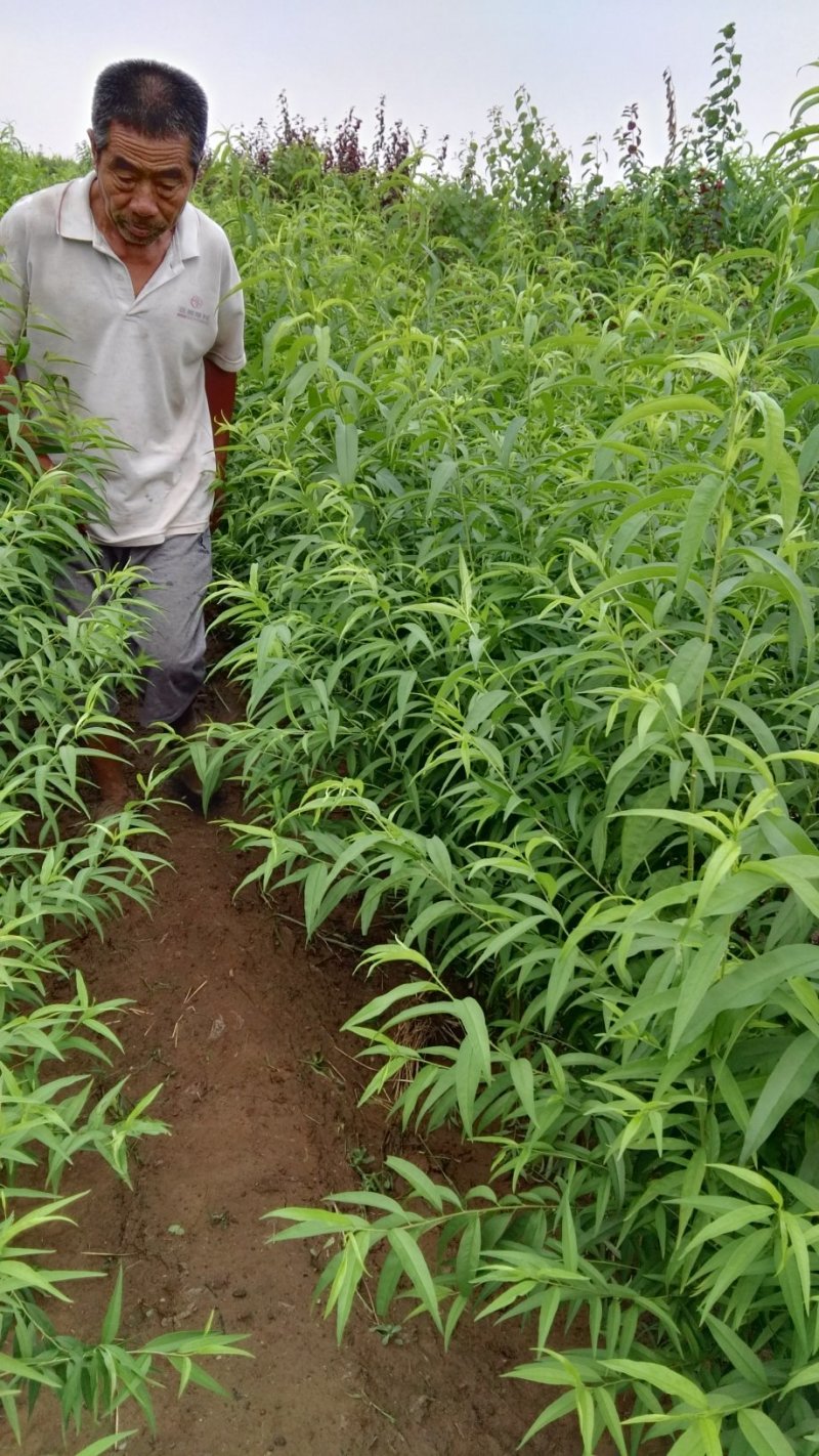 芒果味新品种，金芒蟠桃树苗，七月中旬成熟，单果250克