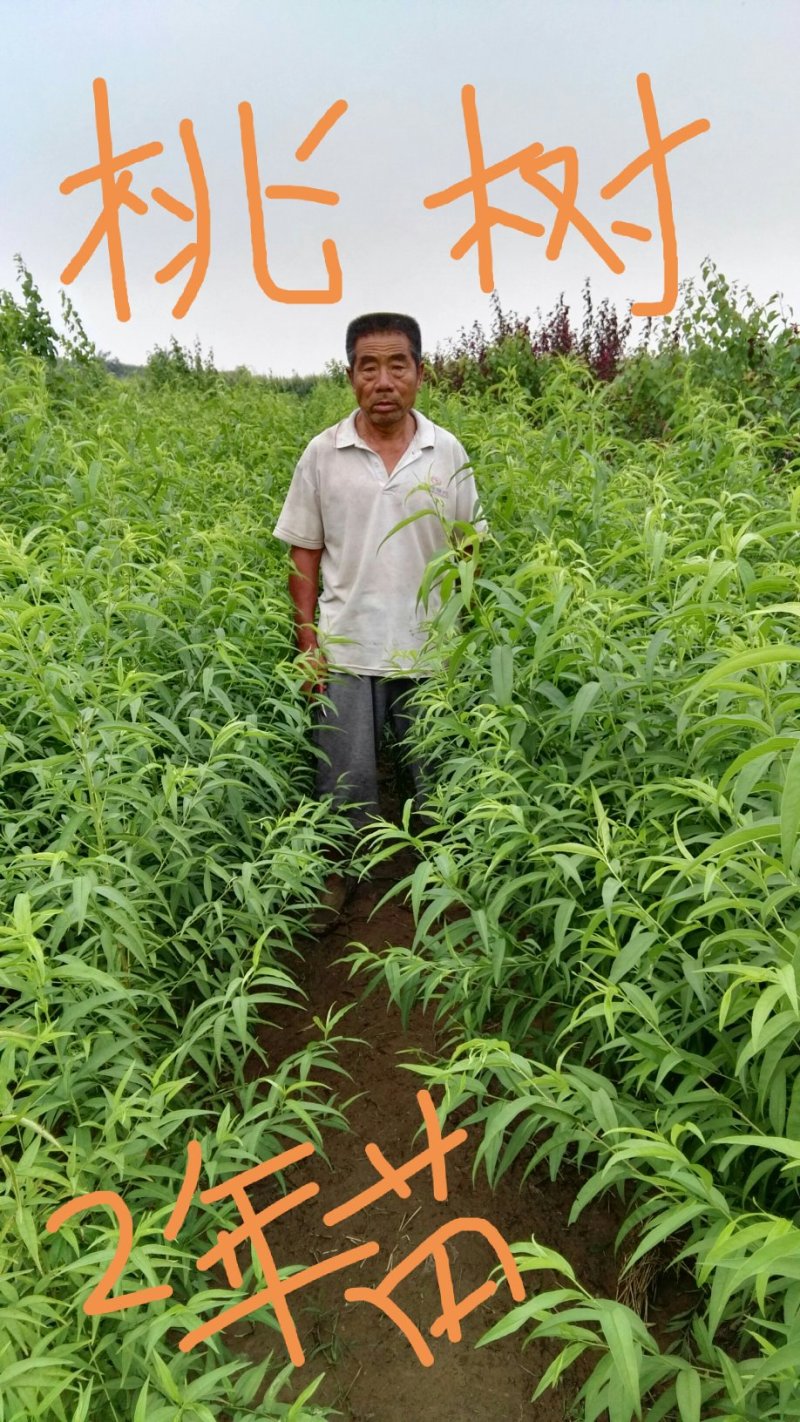 芒果味新品种，金芒蟠桃树苗，七月中旬成熟，单果250克