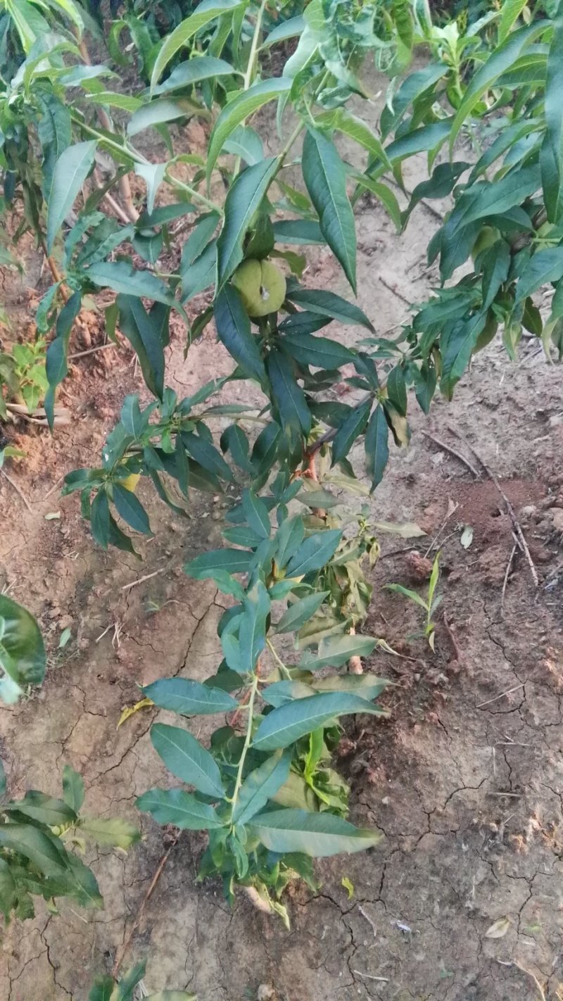 芒果味新品种，金芒蟠桃树苗，七月中旬成熟，单果250克