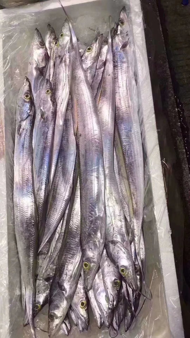 天然深海金带鱼。。。。。。。。。。。。。。