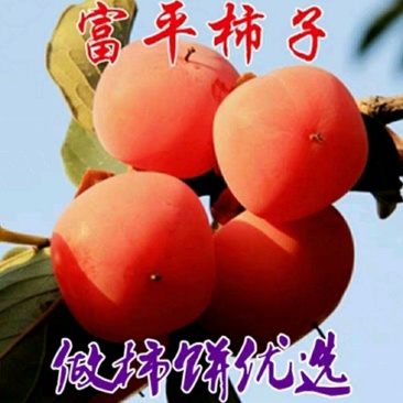 陕西富平尖柿树苗做柿饼柿子果苗嫁接苗南北方种植柿子苗
