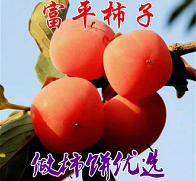 陕西富平尖柿树苗做柿饼柿子果苗嫁接苗南北方种植柿子苗