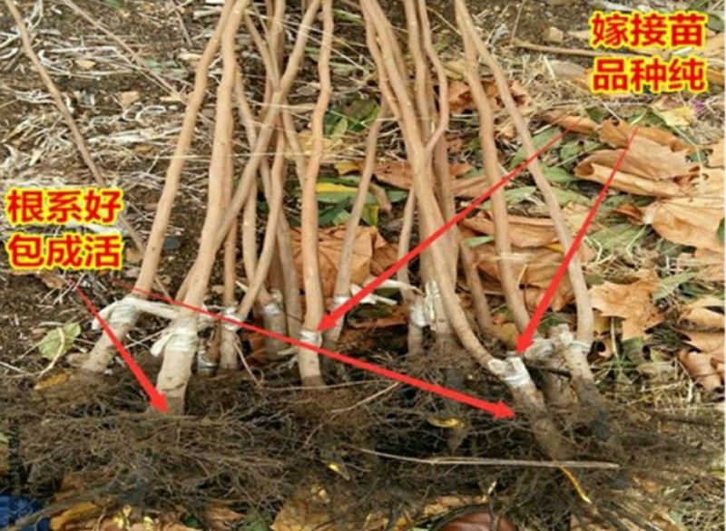 陕西富平尖柿树苗做柿饼柿子果苗嫁接苗南北方种植柿子苗