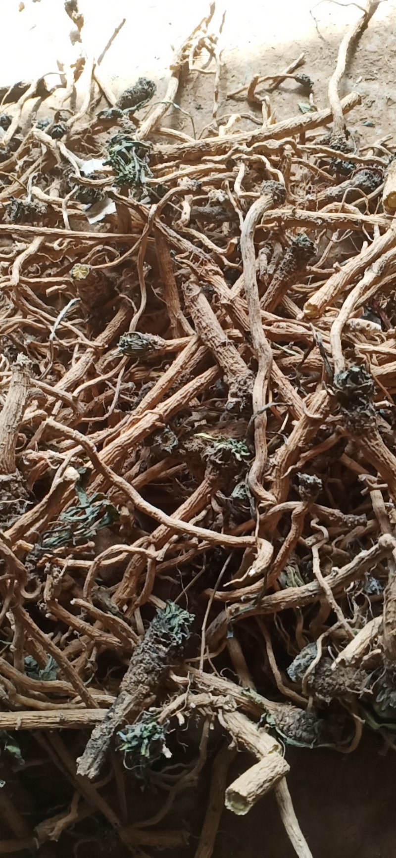 板蓝根