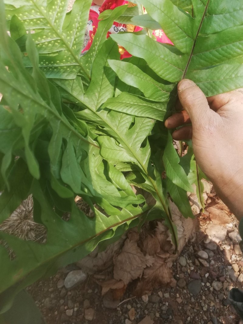 骨碎补
