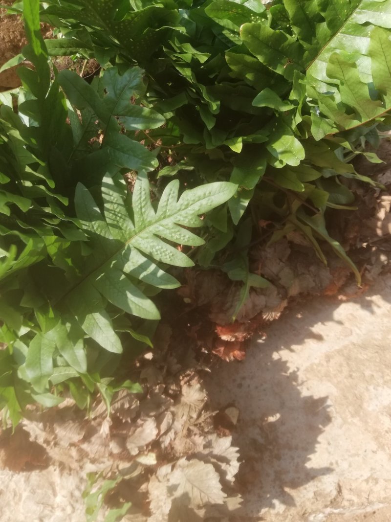 骨碎补
